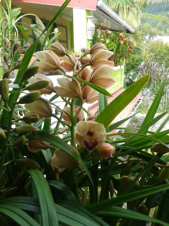 Chambres D'Hotes L'Orchidee Rose سالازي المظهر الخارجي الصورة