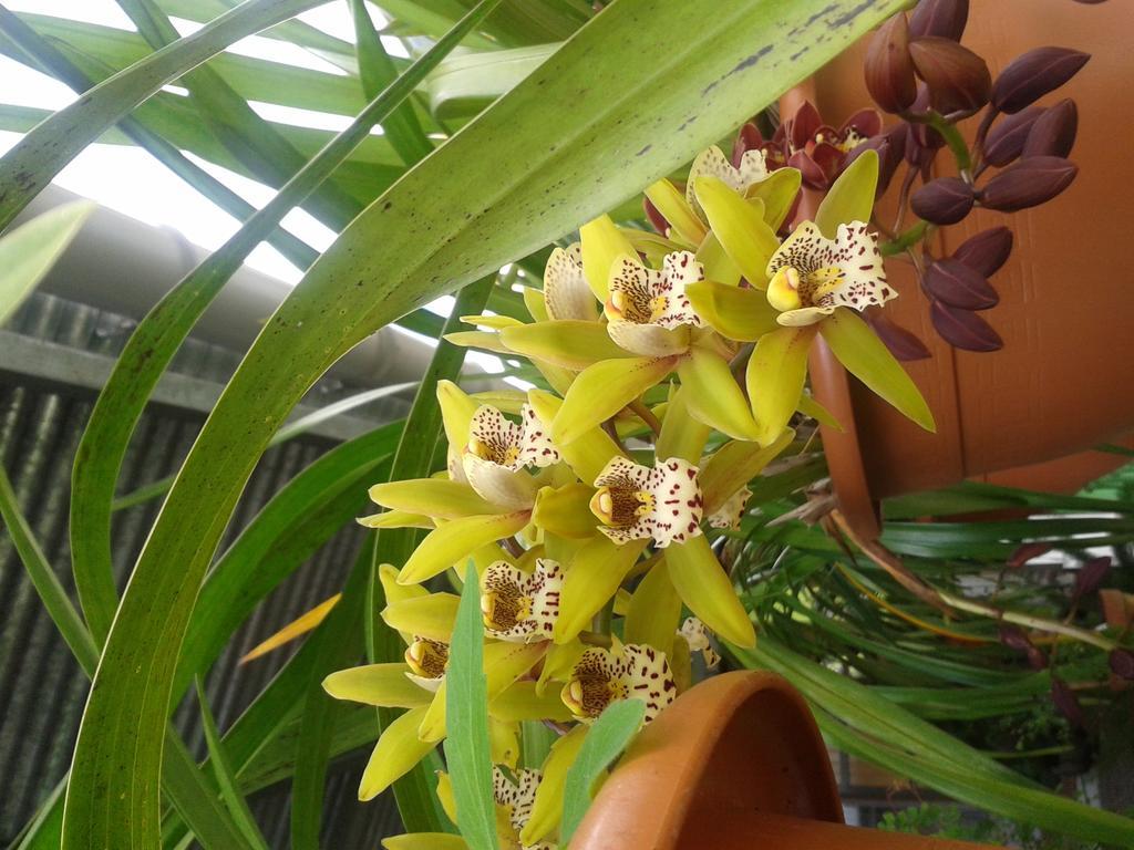 Chambres D'Hotes L'Orchidee Rose سالازي المظهر الخارجي الصورة
